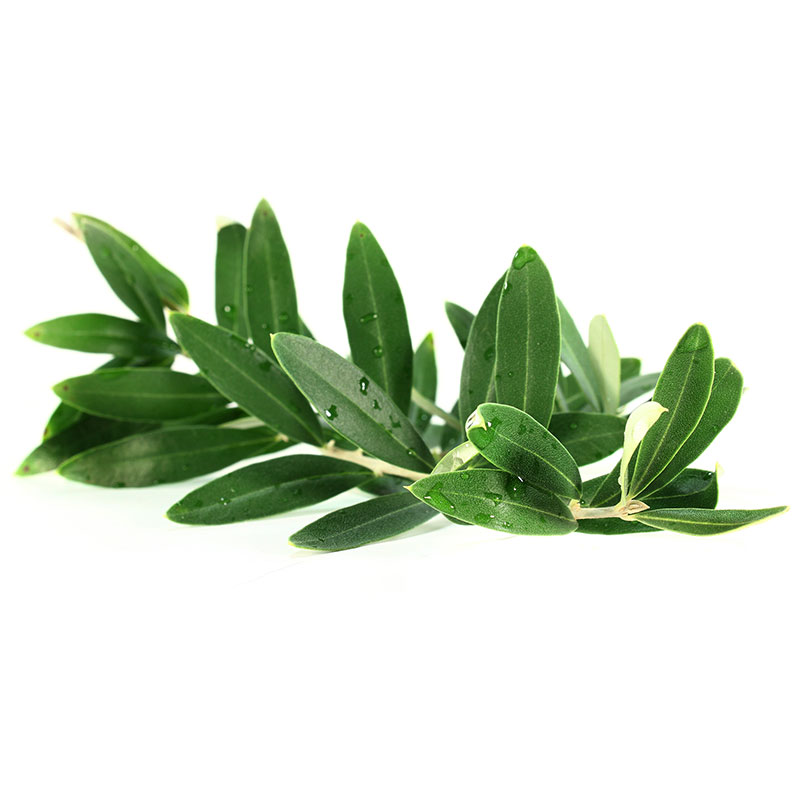 Olive Leaf Plant